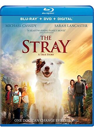 The Stray（原題）のポスター