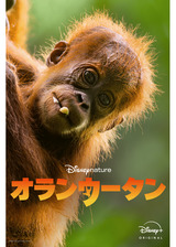 オランウータンのポスター