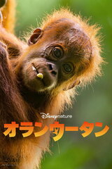 オランウータンのポスター