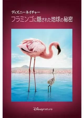 ディズニーネイチャー／フラミンゴに隠された地球の秘密のポスター