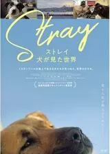 ストレイ 犬が見た世界のポスター