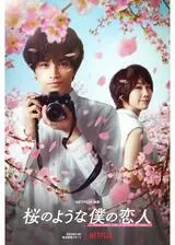 桜のような僕の恋人のポスター