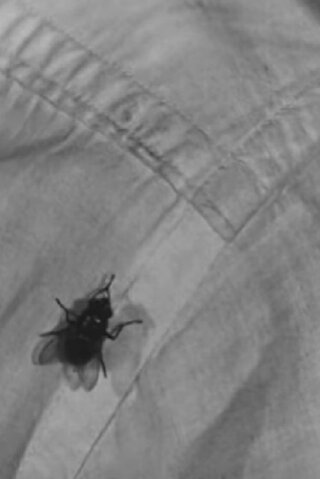 はえのいない町のポスター