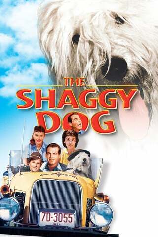 ボクはむく犬のポスター