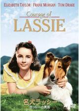名犬ラッシー/ラッシーの勇気のポスター