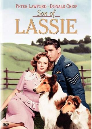 名犬ラッシー/ラッシーの息子のポスター