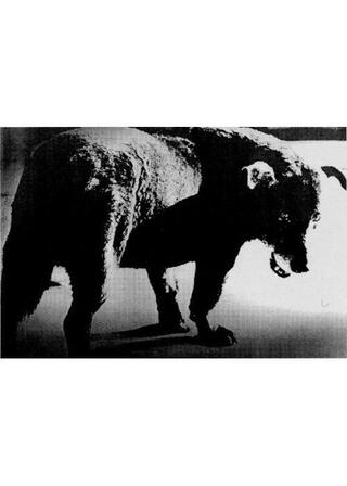 ≒（ニアイコール）森山大道のポスター