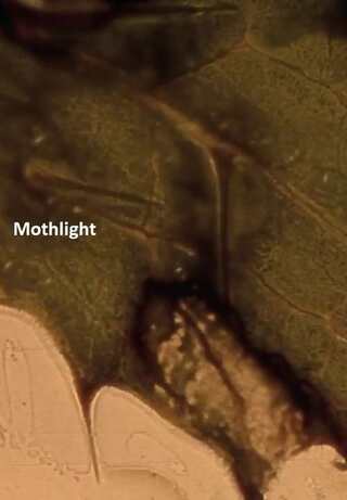 Mothlight(原題)のポスター