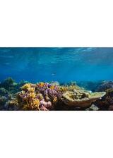 パフ サンゴ礁の神秘のポスター