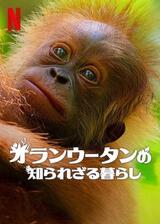 オランウータンの知られざる暮らしのポスター