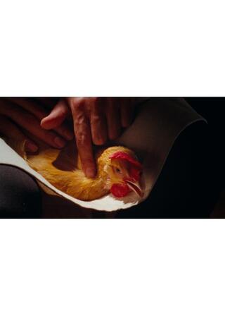 鶏／The Chickenのポスター